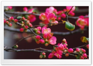 Quince Blossoms Ultra HD Wallpaper for 4K UHD Widescreen desktop, tablet & smartphone