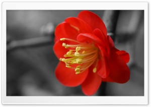 Quince Flower Ultra HD Wallpaper for 4K UHD Widescreen desktop, tablet & smartphone
