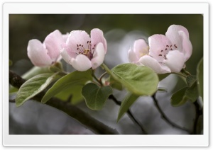 Quince Tree in Bloom Ultra HD Wallpaper for 4K UHD Widescreen desktop, tablet & smartphone