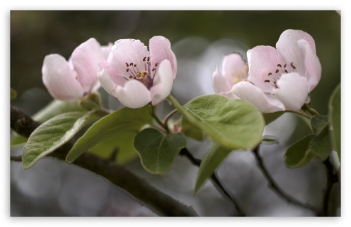 Quince Tree in Bloom UltraHD Wallpaper for UHD 16:9 ; HD 16:9 ; Widescreen 16:10 5:3 ; Fullscreen 4:3 5:4 3:2 ; Tablet 1:1 ; Mobile 3:5 3:4 ;