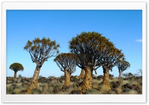 Quiver tree 4K UHD Wallpaper for Widescreen and UltraWide Desktop, UltraHD TV, Smartphone, Tablet