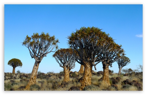 Quiver tree UltraHD Wallpaper for HD 16:9 ; Widescreen 16:10 5:3 ; Fullscreen 3:2 ;