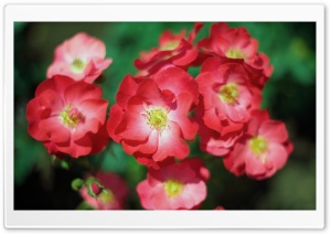 R E D  R O S E S Ultra HD Wallpaper for 4K UHD Widescreen desktop, tablet & smartphone