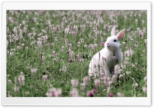 Rabbit In Flower Field Ultra HD Wallpaper for 4K UHD Widescreen desktop, tablet & smartphone