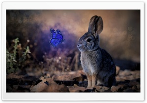 Rabbit with Glowing Butterfly Ultra HD Wallpaper for 4K UHD Widescreen desktop, tablet & smartphone