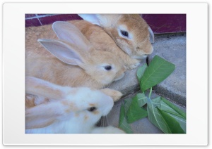 Rabbits 4K UHD Wallpaper for Widescreen and UltraWide Desktop, UltraHD TV, Smartphone, Tablet
