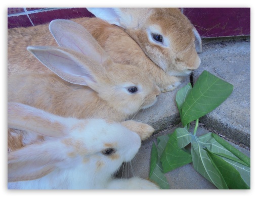 Rabbits UltraHD Wallpaper for Fullscreen 4:3 ;
