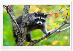 Raccoon In A Tree Ultra HD Wallpaper for 4K UHD Widescreen desktop, tablet & smartphone