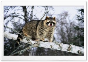 Raccoon On A Tree Branch Ultra HD Wallpaper for 4K UHD Widescreen desktop, tablet & smartphone