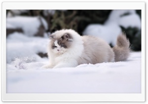 Ragdoll Cat Playing in Snow Ultra HD Wallpaper for 4K UHD Widescreen desktop, tablet & smartphone