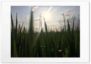 Rain Drops 4K UHD Wallpaper for Widescreen and UltraWide Desktop, UltraHD TV, Smartphone, Tablet