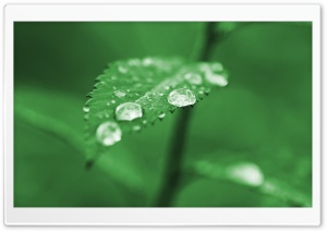 Rain Drops Macro Ultra HD Wallpaper for 4K UHD Widescreen desktop, tablet & smartphone