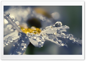 Rain Drops On Daisy Petals Ultra HD Wallpaper for 4K UHD Widescreen desktop, tablet & smartphone