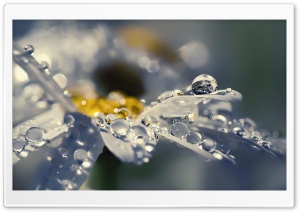 Rain Drops On Daisy Petals Ultra HD Wallpaper for 4K UHD Widescreen Desktop, Lockscreen, Screensaver, TV, Tablet, Smartphone