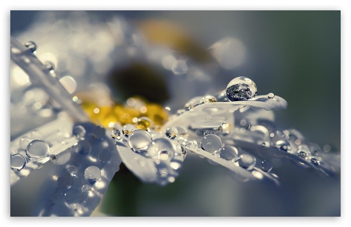 Rain Drops On Daisy Petals UltraHD Wallpaper for HD 16:9 ; Widescreen 16:10 5:3 ; Fullscreen 4:3 5:4 3:2 ;