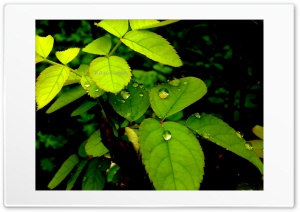 Rain Drops on Leaves 4K UHD Wallpaper for Widescreen and UltraWide Desktop, UltraHD TV, Smartphone, Tablet