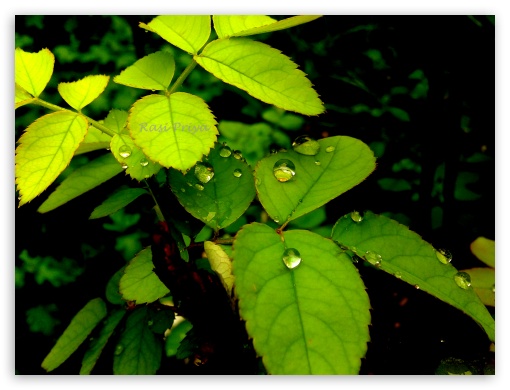 Rain Drops on Leaves UltraHD Wallpaper for Fullscreen 4:3 ;