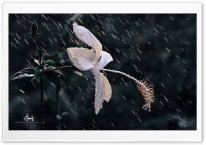 Rain Flower-3 Ultra HD Wallpaper for 4K UHD Widescreen desktop, tablet & smartphone