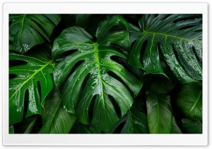 Rain Over Tropical Leaves Ultra HD Wallpaper for 4K UHD Widescreen Desktop, Lockscreen, Screensaver, TV, Tablet, Smartphone