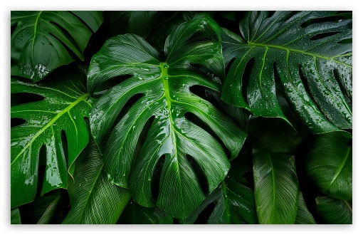 Rain Over Tropical Leaves UltraHD Wallpaper for UHD 16:9 2160p 1440p 1080p 900p 720p ; 8K UHD TV 16:9 Ultra High Definition 2160p 1440p 1080p 900p 720p ; UltraWide 21:9 24:10 ; Widescreen 16:10 5:3 WHXGA WQXGA WUXGA WXGA WGA ; Fullscreen 4:3 5:4 3:2 UXGA XGA SVGA QSXGA SXGA DVGA HVGA HQVGA ( Apple PowerBook G4 iPhone 4 3G 3GS iPod Touch ) ; Tablet 1:1 ;