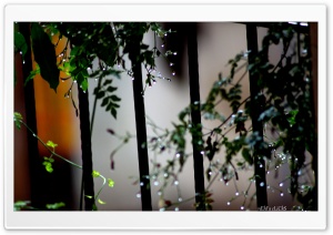 Rain Pearls Ultra HD Wallpaper for 4K UHD Widescreen desktop, tablet & smartphone