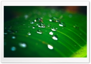 Rain Water Drops Ultra HD Wallpaper for 4K UHD Widescreen desktop, tablet & smartphone