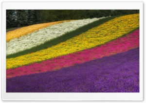 Rainbow Fields Ultra HD Wallpaper for 4K UHD Widescreen desktop, tablet & smartphone