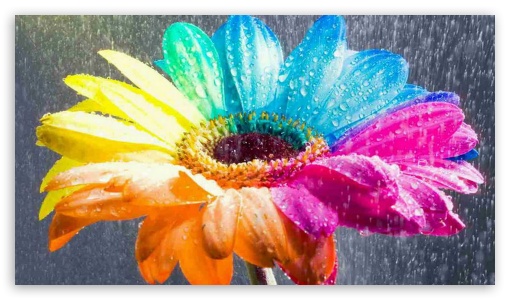 Rainbow flower dew UltraHD Wallpaper for HD 16:9 ;