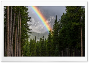 Rainbow, Forest, Banff National Park Ultra HD Wallpaper for 4K UHD Widescreen desktop, tablet & smartphone