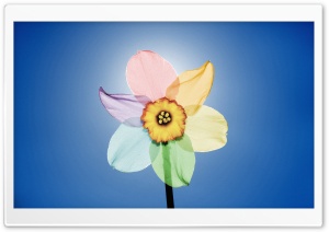 Rainbow Narcissus Poeticus Ultra HD Wallpaper for 4K UHD Widescreen desktop, tablet & smartphone