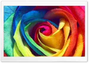 Rainbow Rose Macro Ultra HD Wallpaper for 4K UHD Widescreen desktop, tablet & smartphone