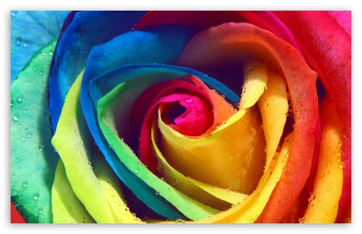 Rainbow Rose Macro Ultra HD Desktop Background Wallpaper for 4K UHD TV ...