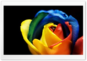 Rainbow Rose Macro Ultra HD Wallpaper for 4K UHD Widescreen desktop, tablet & smartphone