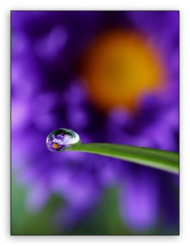 Raindrop UltraHD Wallpaper for Mobile 3:5 3:4 ;
