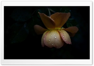 Raindrop Covered Pat Austin Rose 4K UHD Wallpaper for Widescreen and UltraWide Desktop, UltraHD TV, Smartphone, Tablet