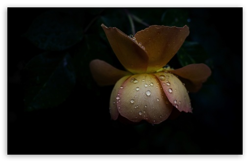 Raindrop Covered Pat Austin Rose UltraHD Wallpaper for UHD 16:9 ; HD 16:9 ; UltraWide 21:9 24:10 32:9 32:10 ; Widescreen 16:10 5:3 ; Fullscreen 4:3 5:4 3:2 ; Tablet 1:1 ; Mobile 9:16 9:19.5 9:20 9:21 9:22 10:16 2:3 3:5 3:4 ; Dual 16:10 5:3 16:9 4:3 5:4 3:2 ;