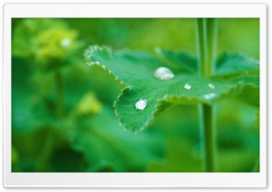 Raindrop on Leaf Ultra HD Wallpaper for 4K UHD Widescreen desktop, tablet & smartphone