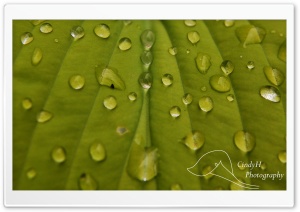 Raindrops Keep Fallin' Ultra HD Wallpaper for 4K UHD Widescreen desktop, tablet & smartphone
