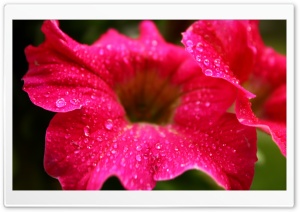 Raindrops on a Flower Ultra HD Wallpaper for 4K UHD Widescreen desktop, tablet & smartphone