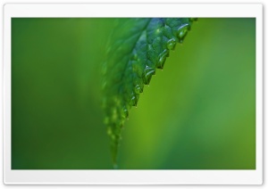 Raindrops On A Green Leaf Ultra HD Wallpaper for 4K UHD Widescreen desktop, tablet & smartphone
