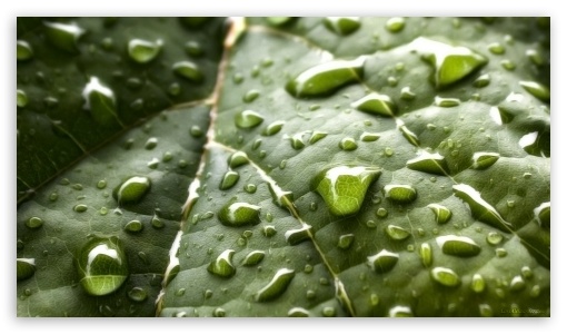 Raindrops on a green leaf UltraHD Wallpaper for 8K UHD TV 16:9 Ultra High Definition 2160p 1440p 1080p 900p 720p ; Mobile 16:9 - 2160p 1440p 1080p 900p 720p ;