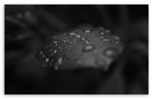 Raindrops On A Leaf Black And White UltraHD Wallpaper for UHD 16:9 2160p 1440p 1080p 900p 720p ; 8K UHD TV 16:9 Ultra High Definition 2160p 1440p 1080p 900p 720p ; Widescreen 16:10 5:3 WHXGA WQXGA WUXGA WXGA WGA ; Fullscreen 4:3 5:4 3:2 UXGA XGA SVGA QSXGA SXGA DVGA HVGA HQVGA ( Apple PowerBook G4 iPhone 4 3G 3GS iPod Touch ) ; Tablet 1:1 ;