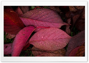 Raindrops on Autumn Leaves Ultra HD Wallpaper for 4K UHD Widescreen desktop, tablet & smartphone