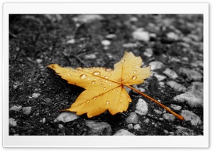 Raindrops On Fallen Leaf Ultra HD Wallpaper for 4K UHD Widescreen desktop, tablet & smartphone