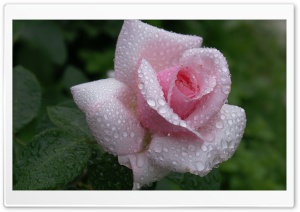 Raindrops on Pink Rose Ultra HD Wallpaper for 4K UHD Widescreen Desktop, Lockscreen, Screensaver, TV, Tablet, Smartphone