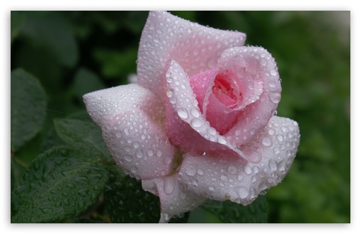 Raindrops on Pink Rose UltraHD Wallpaper for 8K UHD TV 16:9 Ultra High Definition 2160p 1440p 1080p 900p 720p ; Widescreen 16:10 5:3 WHXGA WQXGA WUXGA WXGA WGA ; Fullscreen 4:3 5:4 3:2 UXGA XGA SVGA QSXGA SXGA DVGA HVGA HQVGA ( Apple PowerBook G4 iPhone 4 3G 3GS iPod Touch ) ; Tablet 1:1 ;