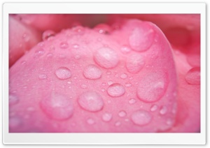 Raindrops on Pink Rose Ultra HD Wallpaper for 4K UHD Widescreen desktop, tablet & smartphone