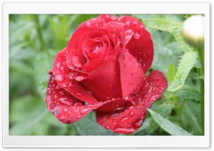 Raindrops On Red Rose Ultra HD Wallpaper for 4K UHD Widescreen Desktop, Lockscreen, Screensaver, TV, Tablet, Smartphone