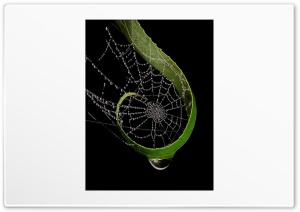 Raindrops On Spider Web 4K UHD Wallpaper for Widescreen and UltraWide Desktop, UltraHD TV, Smartphone, Tablet