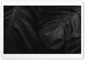Raindrops on Tropical Leaves Black and White 4K UHD Wallpaper for Widescreen and UltraWide Desktop, UltraHD TV, Smartphone, Tablet